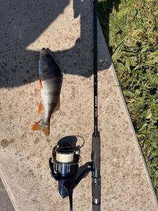 European Perch