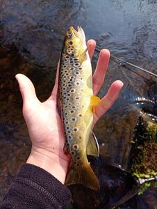 Brown Trout