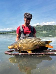 Common Carp