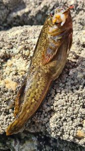 Black Goby