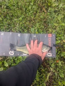 Largemouth Bass