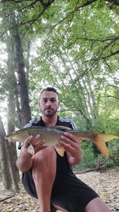 Barbel