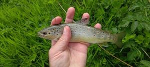 Brown Trout