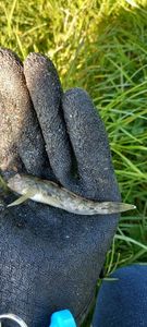 Round Goby