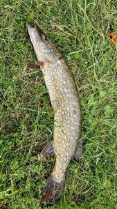 Northern Pike