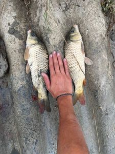 Common Carp