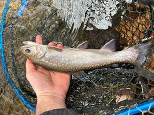 Brook Trout