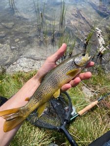 Brown Trout