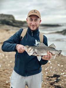 European Bass (Seabass)