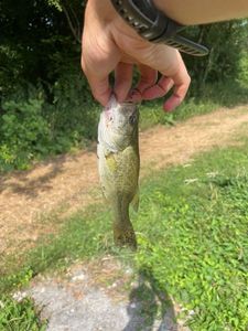 Largemouth Bass