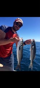 European Bass (Seabass)