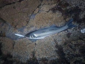 European Bass (Seabass)