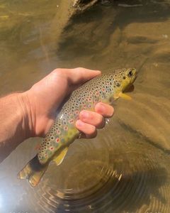 Brown Trout