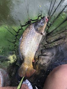 Common Carp