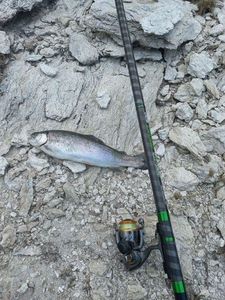 Rainbow Trout