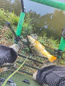 Mirror Carp