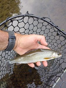 Grayling