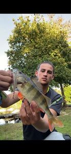 European Perch