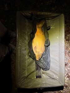 Leather Carp