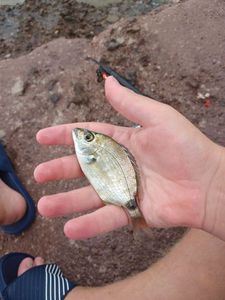Annular Seabream