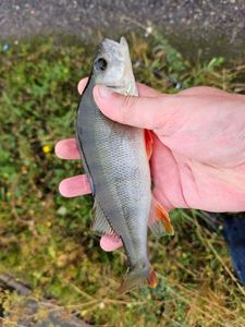 European Perch