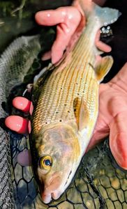 Grayling