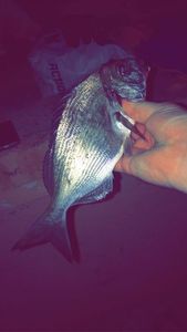 Black Seabream