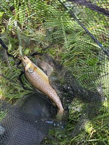 Brown Trout