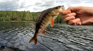 European Perch