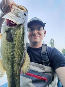 Largemouth Bass