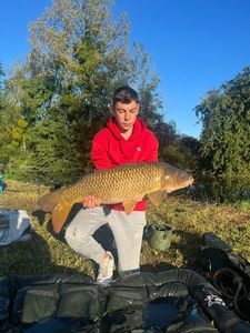 Common Carp
