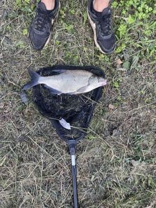 Common Bream