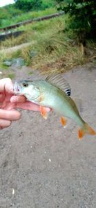 European Perch
