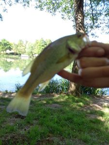 Largemouth Bass