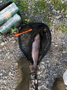 Rainbow Trout