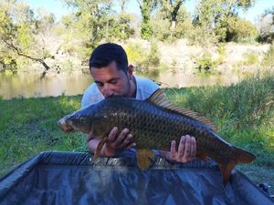 Common Carp