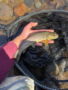 Brown Trout
