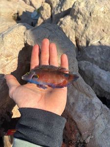 Axillary Wrasse