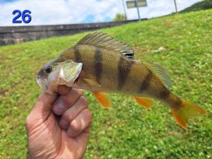 European Perch