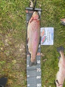 Rainbow Trout
