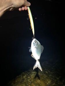 Saddled Seabream