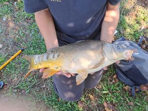 Leather Carp