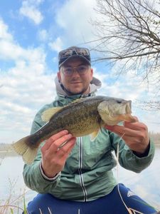 Largemouth Bass