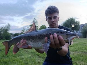 Barbel