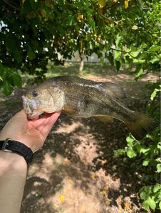 Largemouth Bass