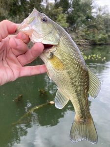 Largemouth Bass