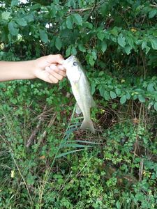 Largemouth Bass