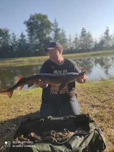 Sturgeon