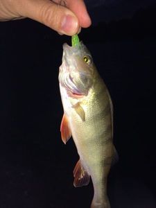European Perch