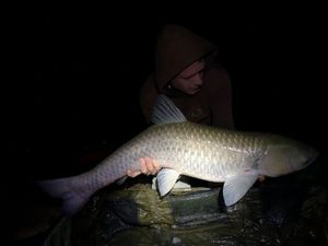 Grass Carp
